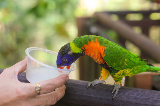 beautiful colored Rainbow Lorikeet Parrot in the zoo drinking nectar