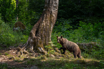 The brown bear is searching for food in the forest. A female bear with its cubs in the forest. A bear in the Carpathian Mountains in Romania. © prochym