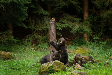 The brown bear is searching for food in the forest. A female bear with its cubs in the forest. A bear in the Carpathian Mountains in Romania.