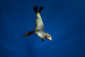 California sea lion hunt in schools of sardines. The zalophus californianus hunts in the clear blue waters near Magdalena Bay in Mexico. 