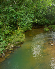 Tropical green forest background with flowing stream in Costa Rica