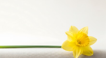 Single yellow flower on light textured background for support and hope