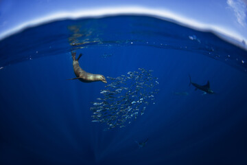 California sea lion hunt in schools of sardines. The zalophus californianus hunts in the clear blue waters near Magdalena Bay in Mexico. 