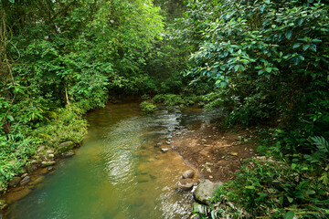 Tropical forest stream flowing through lush Costa Rica jungle