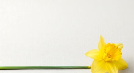 Single yellow flower on light textured background for support and hope