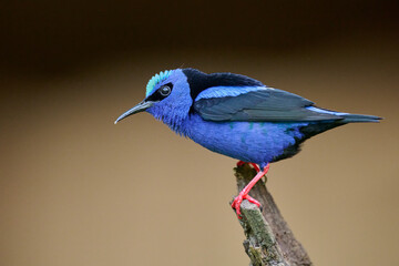 Male Red-legged Honeycreeper perched on branch in Costa Rica rainforest