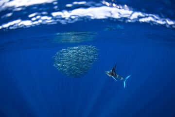 Striped marlins hunt in schools of sardines. The Kajikia audax hunts in the clear blue waters near Magdalena Bay in Mexico. It is one of the fastest fish in the ocean, with a long sword on its head.
