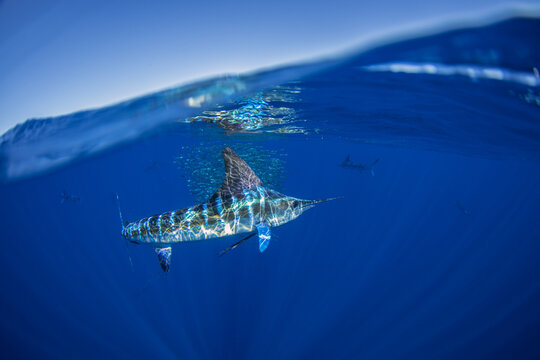Striped marlins hunt in schools of sardines. The Kajikia audax hunts in the clear blue waters near Magdalena Bay in Mexico. It is one of the fastest fish in the ocean, with a long sword on its head.