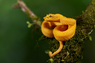 Eyelash viper coiled on branch in Costa Rica rainforest