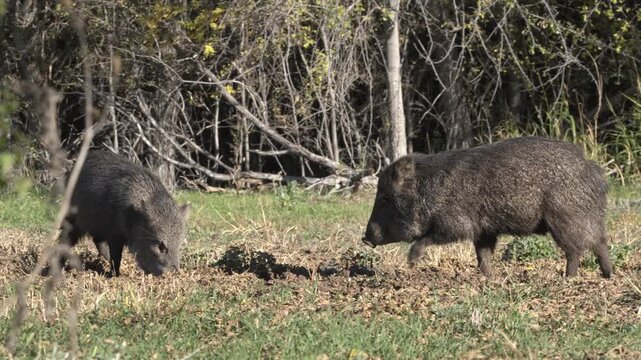 Javelinas grazing in grass