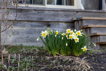 Yellow daffodils, Narcissus blooming near house in spring