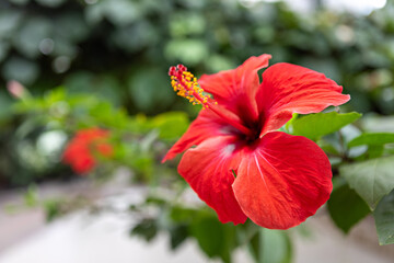 Vibrant hibiscus blossoms in a lush garden during a sunny afternoon
