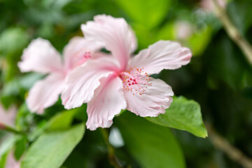 Delicate pink hibiscus blooms embrace the warmth of a sunny day in a tranquil garden