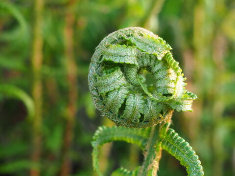 Detail of Curled Fern Frond