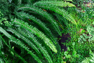 Vibrant green ferns flourishing in a sun-drenched garden during a warm afternoon