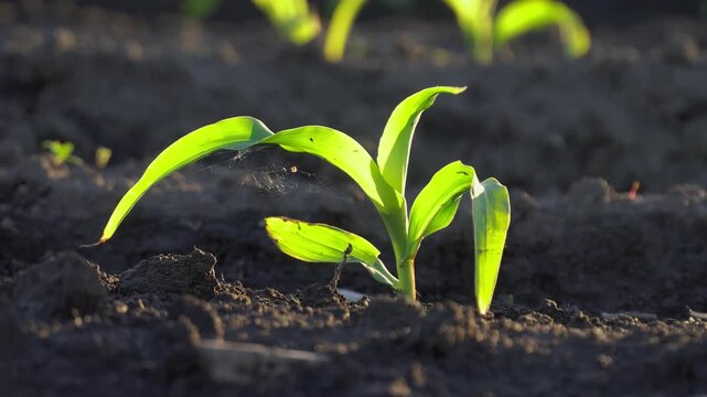 Corn plants are sprouting in a field with rich soil under morning sunlight. The green leaves show new growth in a rural setting, signaling the start of the growing season