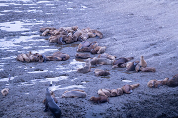Fototapeta premium South American fur seal (Arctocephalus australis)