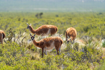 Guanaco (Lama guanicoe), Peninsula Valdez, Chubut, Argentina
