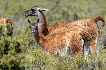 Guanaco (Lama guanicoe), Peninsula Valdez, Chubut, Argentina