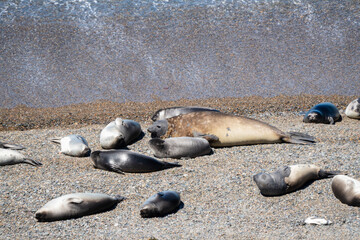 Fototapeta premium Southern Elephant Seal Mirounga leonina