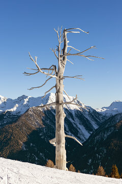 Beautiful landscape, Old white tree in Ultimo or Ulten mountains, Schwemmalm, South Tyrol, Italy. Dicember 2025. Vertical image.