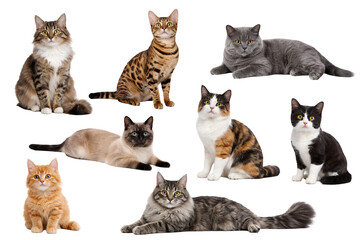 Png collection of various cats with distinct fur patterns isolated on transparent background. concept of feline diversity, pet illustration, domestic animal set for design