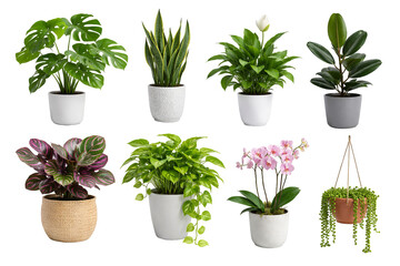 Obraz premium Png collection of indoor houseplants in pots isolated on transparent background. concept of home decor, botanical arrangement, potted plant design elements.