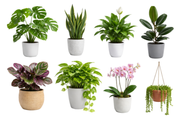 Png collection of indoor houseplants in pots isolated on transparent background. concept of home decor, botanical arrangement, potted plant design elements.