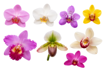 Png collection of vibrant orchids with various colors and shapes isolated on transparent background. concept of botanical beauty, exotic flowers, nature illustration.
