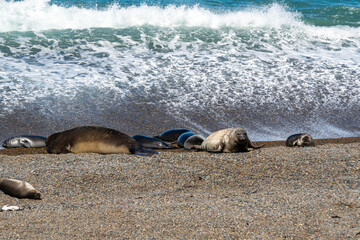 Fototapeta premium Southern Elephant Seal Mirounga leonina