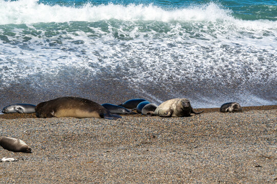 Southern Elephant Seal Mirounga leonina