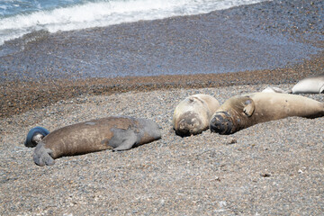 Naklejka premium Southern Elephant Seal Mirounga leonina