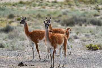 Guanaco (Lama guanicoe), Peninsula Valdez, Chubut, Argentina