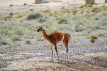 Guanaco (Lama guanicoe), Peninsula Valdez, Chubut, Argentina