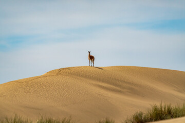 Guanaco (Lama guanicoe), Peninsula Valdez, Chubut, Argentina