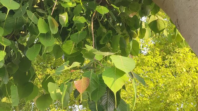 Peepal tree Ficus religiosa leaves gently swaying in air with soft sunlight filtering through canopy
