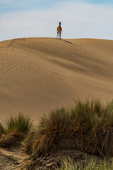 Guanaco (Lama guanicoe), Peninsula Valdez, Chubut, Argentina