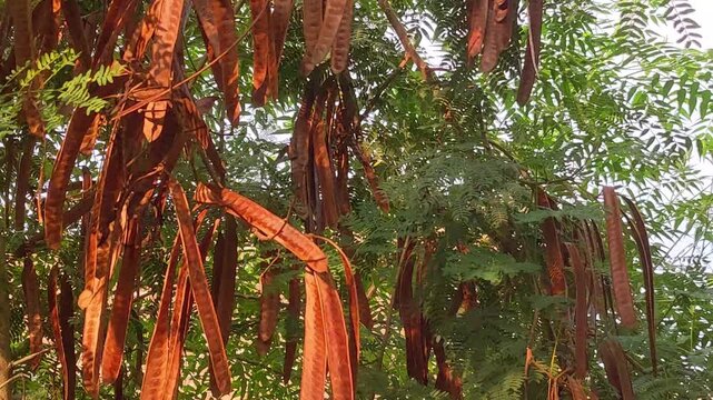 Dry brown seed pods gently swaying on tree branches with green leaves in warm sunlight