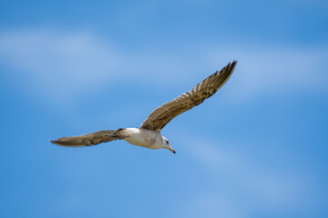 Obraz premium Kelp Gull Larus dominicanus