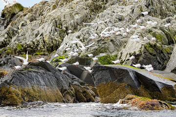 South American Tern Sterna hirundinacea