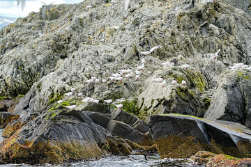 South American Tern Sterna hirundinacea