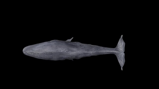 3D realistic Sperm whale swimming loop animation top view on black screen, isolated on alpha channel premultiplied with black and white matte, perfect for digital composition, cinema, 3d mapping