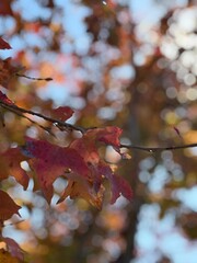 A calm minimalist scene of a single tree on a small hill under a soft pastel sky, with gentle light and a peaceful mood