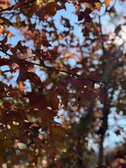A calm minimalist scene of a single tree on a small hill under a soft pastel sky, with gentle light and a peaceful mood