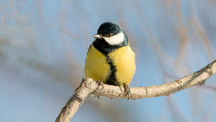 great tit parus major