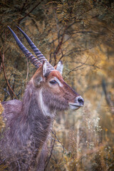 Waterbuck portrait