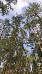Obraz premium Tall Pine Trees Forest Viewed from Below Against Blue Sky