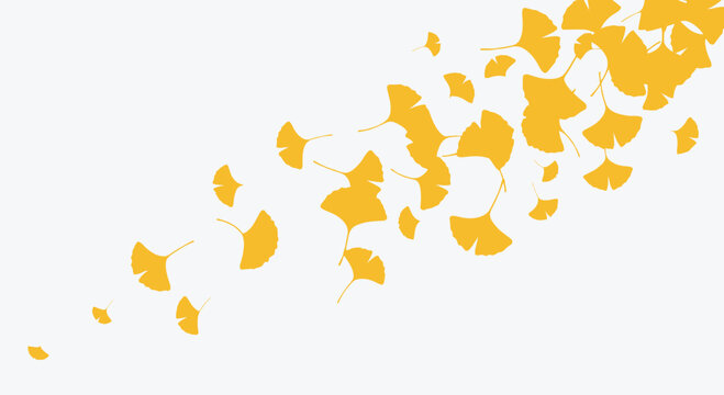 Golden yellow ginkgo biloba leaves scattered on a white background.
