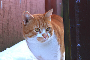 A fluffy red haired stray cat peeks out of the door of an old basement. Severe winter frosts do not frighten Siberian cats, who are not afraid of the cold