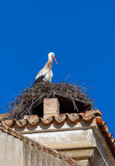 White stork [Ciconia ciconia] sitting on nest on ancient building next  to castle in Medellin Spain ESP